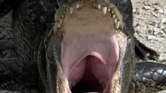 Alligator yawn sup