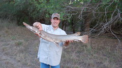 Alligatorgar high