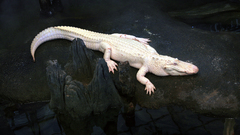 Alligators albino