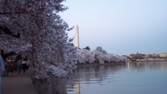 Almond washington monument