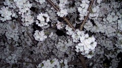 Almond washington monument