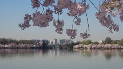 Almond washington monument