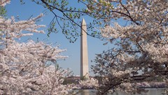 Almond washington monument