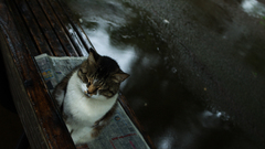 Alone cat sitting bench