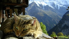 Alps Mountains cats Animals
