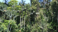 Amazon peru region Rainforest