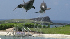 Ambivalent Dolphins high