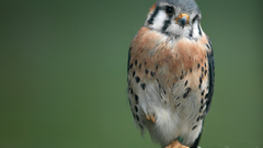 American Birds hawks