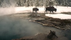 American bison
