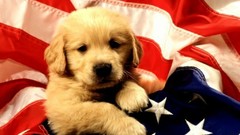 American Eagles Flags USA