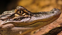 American Reptiles alligators