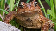 American toad