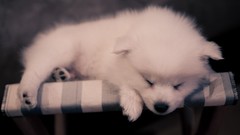 American white Dogs Puppies