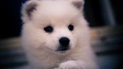 American white Dogs Puppies