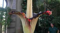 Amorphophallus wilhelma high