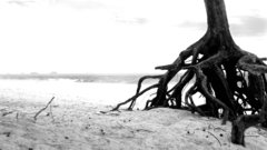 Amp tree lrn2punctuate contribute