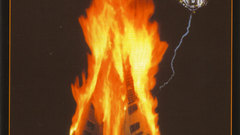 Amp Wild high Animals