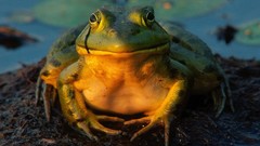 Amphibians bullfrogs
