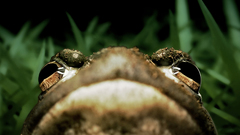 Amphibians bullfrogs Frogs