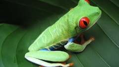 Amphibians Frogs Red-Eyed Tree