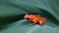 Amphibians Poison Dart Frogs