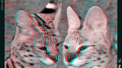 Anaglyph