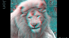Anaglyph Lions