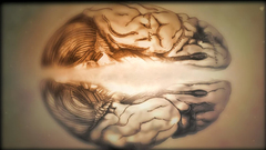 Anatomy brain House M.D.