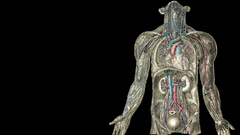 Anatomy drawings blood vessels