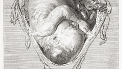 Anatomy foetus
