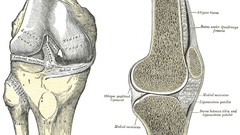 Anatomy Gray's Anatomy