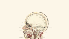 Anatomy head