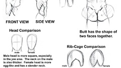 Anatomy how-tos male drawings