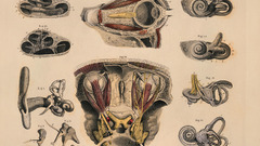 Anatomy human body parts