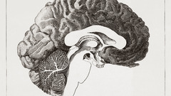Anatomy human brain human