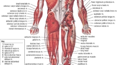 Anatomy human muscles