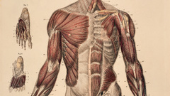 Anatomy human tutorials