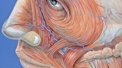 Anatomy illustrations Science medicine