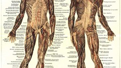 Anatomy infographics