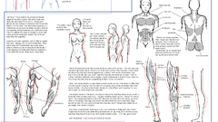 Anatomy infographics how-tos drawings