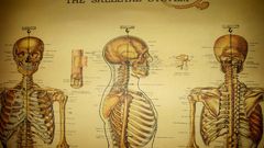 Anatomy medical skeletons