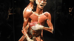 Anatomy muscles
