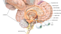 Anatomy neuroanatomy