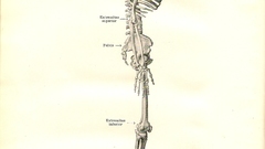 Anatomy skeletons Information