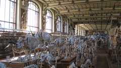 Anatomy skeletons Museum