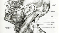 Anatomy sketches muscles drawings