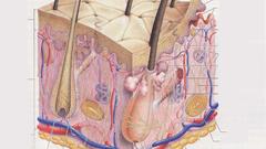 Anatomy skin