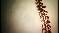 Anatomy spine drawings House