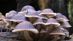 And mushrooms sigh thread