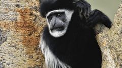 And white colobus monkey